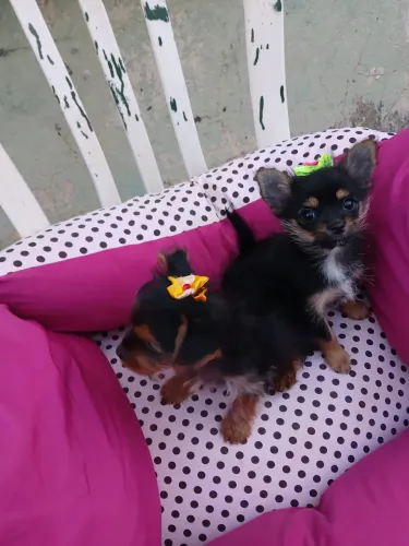 Vendo se  lindas  filhotes Yorkshire Terrier  de para quem  você  ama uma linda filhotinha