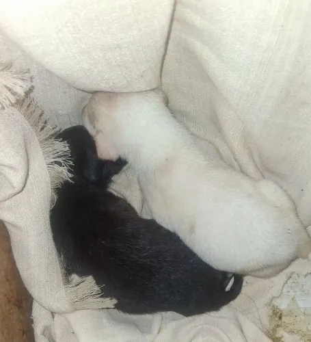 Adoção de cachorro