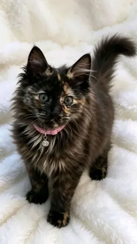 Gato fêmea  angorá com 2 meses