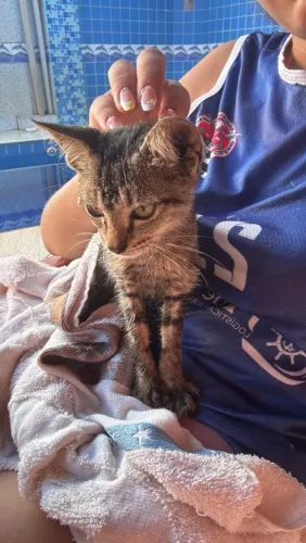 Gatinho bebêzinho