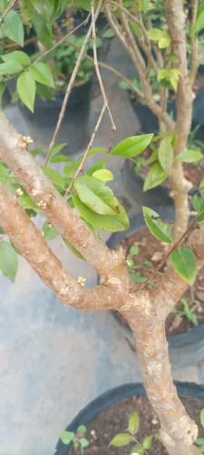 Jabuticaba hidrida frutificando 1 metroe 50cm