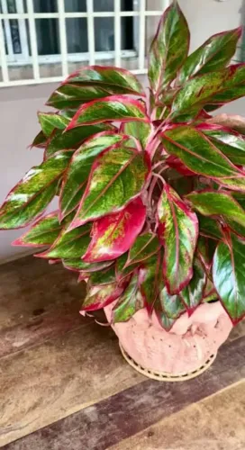 Muda de planta ornamental - Aglaonema Creta (Café de salão)