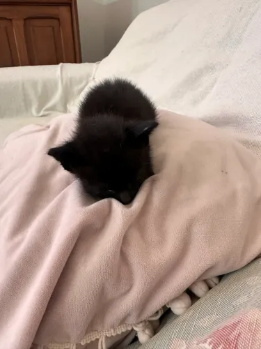 Gatinho 