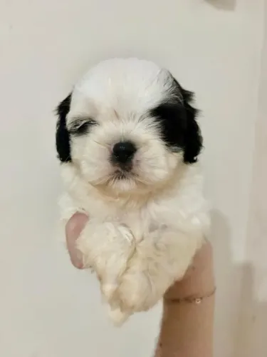 Shihtzu