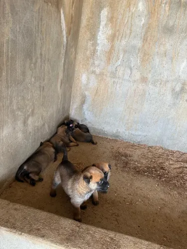 Vende-se Filhotes de pastor belga malinois