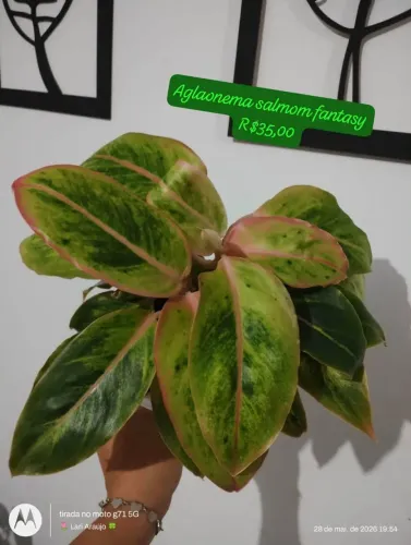 Aglaonemas 
