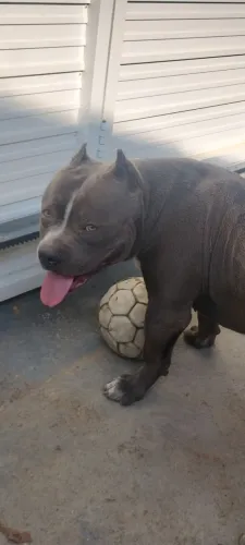 Pit Bull 