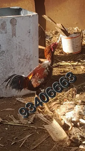 Vendo frangas variados no sistema vaipira