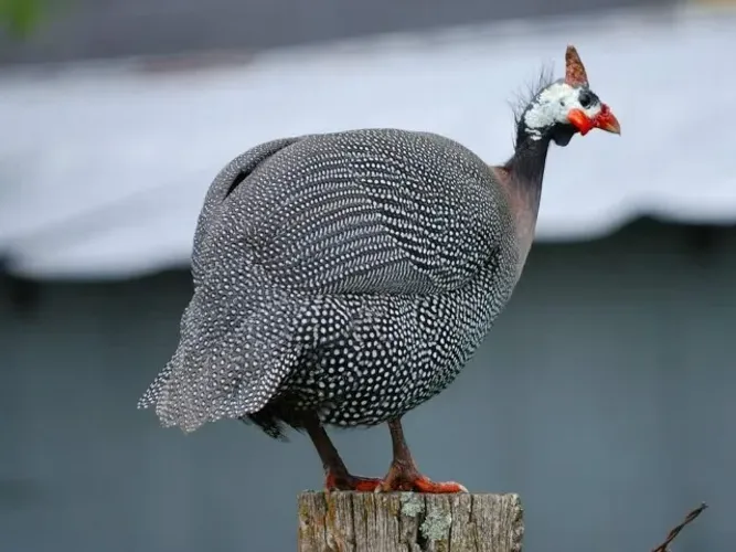 Filhote de galinha da angola