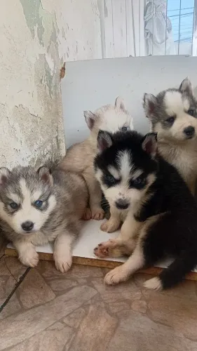 Lindos filhotes de Husky Siberiano disponíveis