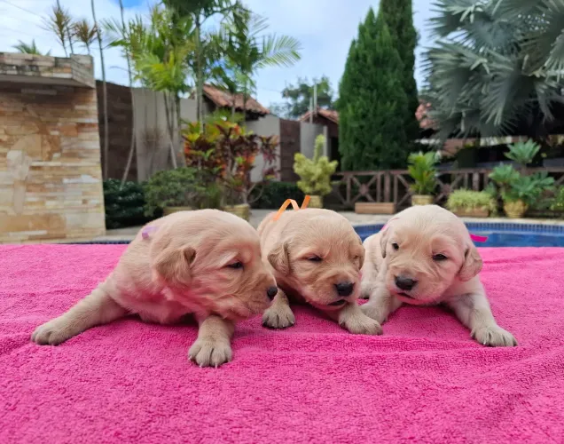 GOLDEN RETRIEVER FILHOTES