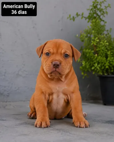  American Bully standard 