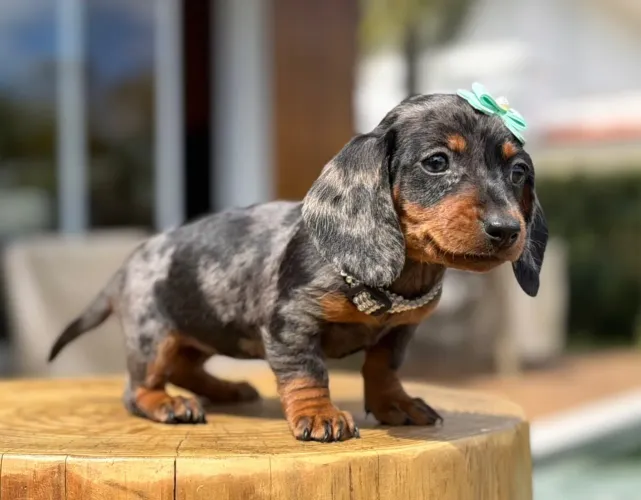 Dachshund Miniatura