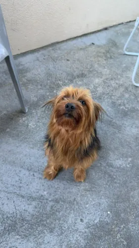 DOA-SE YORKSHIRE MACHO