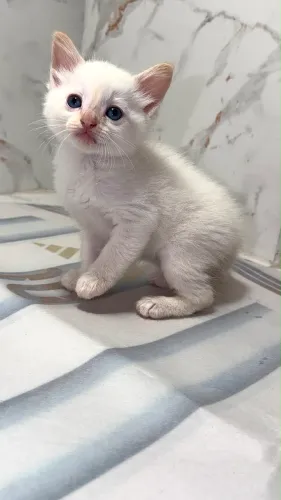 Lindos filhotes macho e femea angora