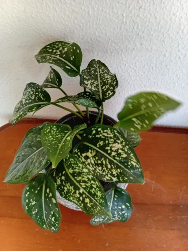Vaso com textura de cerâmica com planta natural