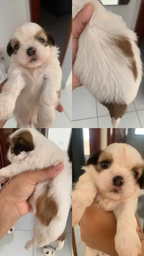 Filhote de shihtzu macho