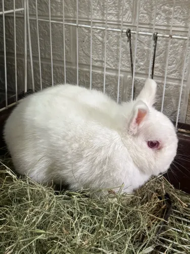 Mini coelho Netherland Dwarf
