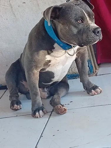American buli pra cruzar