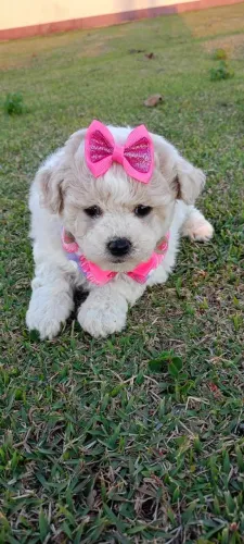 Bichon frise disponível fêmea e macho