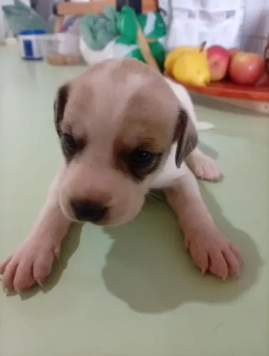 Doo cãezinhos caramelo