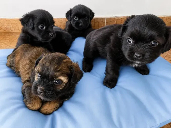 ? Shih Tzu à Venda ?  ? Com vacina: R$700 ? Sem vacina: R$500