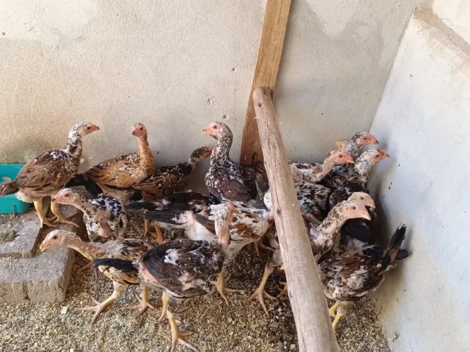 Frango mil flores