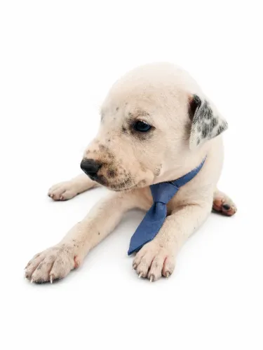 Dálmata x Pitbull filhote cachorro 