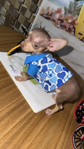 Pinscher macho zero