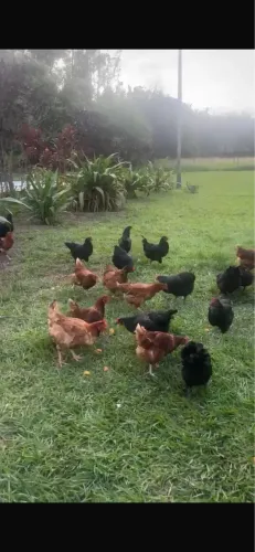 Ovos galados de Ameraucana com Rhodia