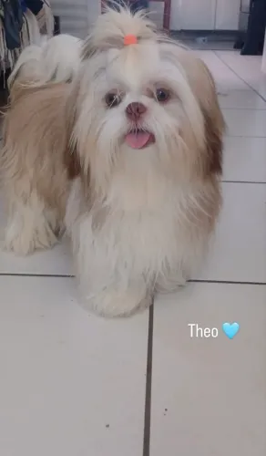 Shih tzu macho procura namorada