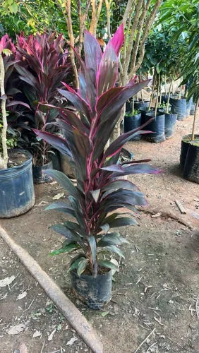 DRACENA VERMELHA /80 CM DE ALTURA