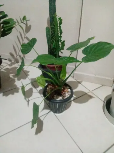 Plantas 