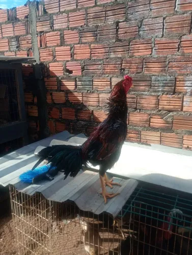 Galo