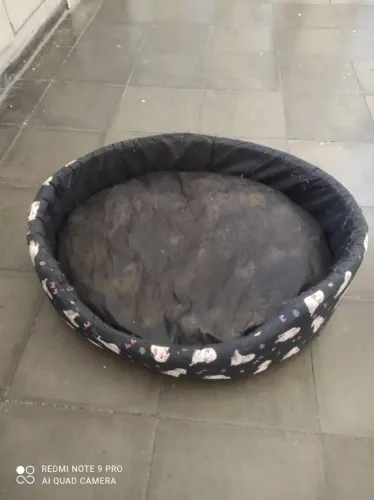 Caminha para cachorro