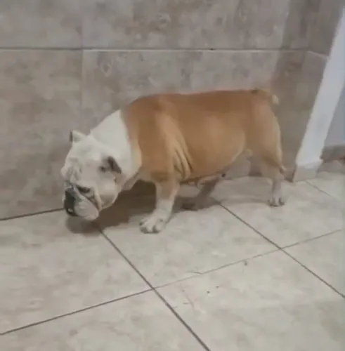 Cachorra Bulldog inglês fêmea