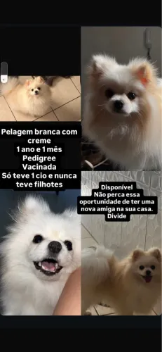 Lulu da Pomerânia Fêmea - Pedigree - R$ 4.500 (negociável)