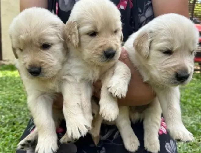 Golden Retriever Filhote - Uma Companhia para a Vida