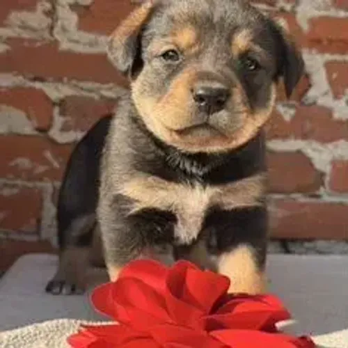 Rottweiler,Rottweiler Filhote Muito Amoroso e Dócil
