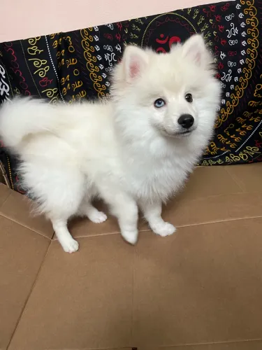 Pomsky branco