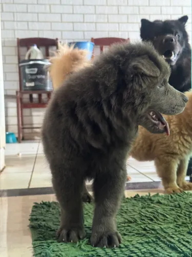 Chow-chow puro. Macho 3 meses.