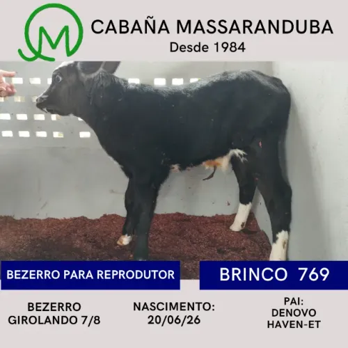BEZERRO PARA REPRODUTOR