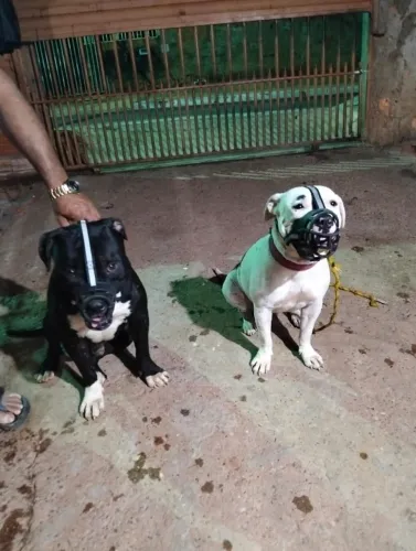 Vendo filhotes de Pitbull