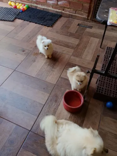 Spitz alemão machos 1.500,00