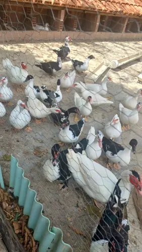 Pato Caipira