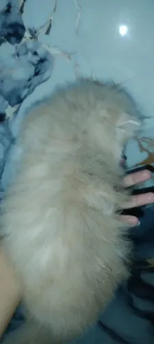 Gato persa disponível para o seu lar 