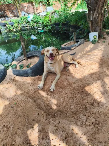 Doação cachorro SRD
