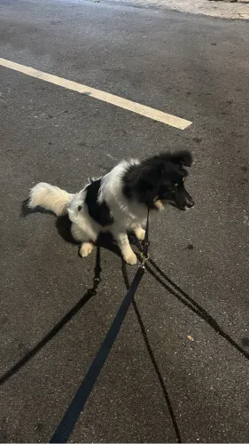 Adoção doação cachorro filhote