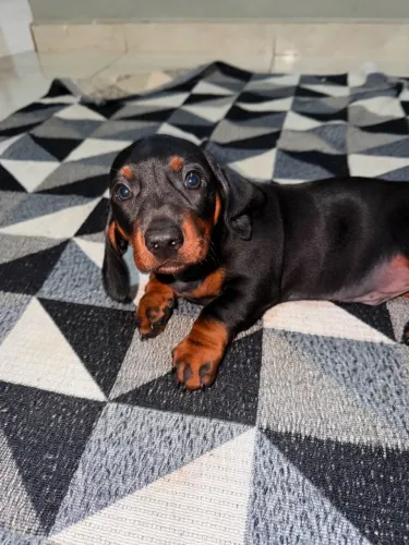 Pet