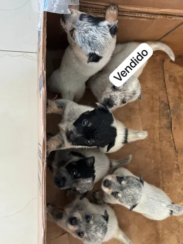 Vendo filhotes de Blue Heeler Boiadeiro